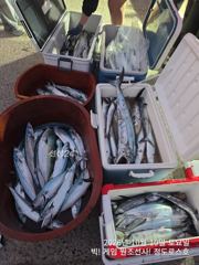 10/10 대삼치/대고시/방어 캐스팅 & 키로급 팁런조황! (일,월,화-예약중!) 사진