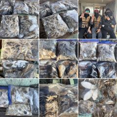 10월10일 홍원항 바로호 씨알좋은 갑오징어 쭈꾸미 조황 입니다.
