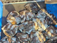 11시간전 [마산] 미르호 감성돔 오늘 조황