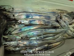 [고흥,녹동] 녹동금강호16석 전원진한손맛보고쿨러가득철수했습니다.오늘도감니다.…