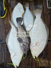 10일,"대광어"대박시즌~다양한 어종~~참돔,개우럭등 풍성~~군산낚시프라자 범고래호