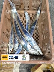 갈치시즌 오늘만 같아라.~! 갈치도 전투낚시닷~!