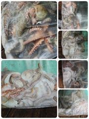 포항문어어제조황 오늘일요일저녁모집중입니다