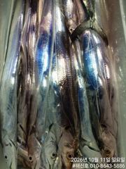 (갈치)초~대박 만쿨행진 전원 3지4지 퍼 담고~해신호(12일 예약)