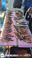 ■ 붉바리 & 농어 마리수조황 조으네요!!(내일예약가능)