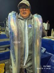 진도갈치가 풍년 입니다