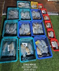 [진해] 팁런무늬오징어 히뚜히뚜 오늘자리여유많습니다 출조확정