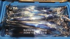 [진해] 준내만 텐빈 은빛 갈치 3지급 느나느나 조황 오늘 무조건 출항 … 사진