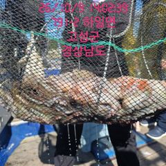 [고성] 사량도돌문어 대박 조항 화요일 부터 쭉 예약 가능합니다