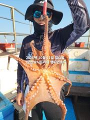 11일, 군산 왕문어 ~덩치급 왕문어~연일 출조~내일도 갑니다~군산낚시프라자 챔피언호 등록일 : 사진