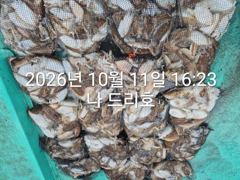 11일, 군산은 갑오징어 천국~싸이즈 굿~오늘도 대박~망탱이 굿조황~군산낚시프라자 나드리호 사진