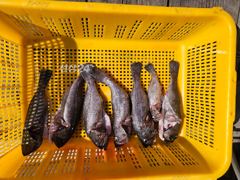 덕진좌대11일조황