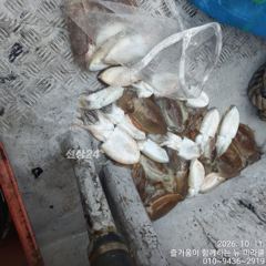 11일 뉴미라클 쭈,갑 조황