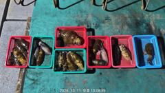 아라피싱 11일 야간 무늬 팁런 키로급 촥촥 쭉~