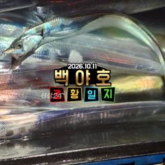 [백야호] 26.10.11 제주 선상 갈치 조황일지