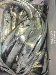 [거제] 통통 살 오른 갈치가 퍽ㆍ퍽 텐빈 6자리있어요~