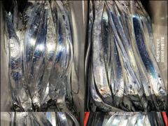 [12일입항] "내만갈치" 듬직한 손맛 보며 신나게 담아 왔습니다!! [오늘예약가능] 010-7660-2435 사진