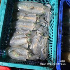 (무늬오징어)첫 도전 11수 대성공 총 92수 퍽퍽 스마일호(오늘 예약)