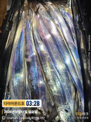 [진해] 물오른 준내만조황! 잘나올때 고고!! 예약가능! 전화주세요~