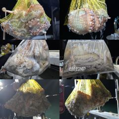 11일)문어출조 덩치가 커져가는 문어 묶직한 손맛의 즐거움 가득 사진