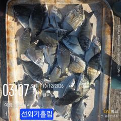 [고성] 병산 감성돔35외 마리수 선외기&덴마흘림조황~~ 사진