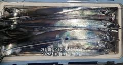 준내만 텐빈 은빛 갈치 3지급 느나느나 조황 오늘 무조건 출항 자리여유 사진