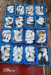 ■10월12일《14분 갑오징어 》조황~~(금요일 쭈&갑 출조 나갑니다) 평일선비:7만원점심포함.