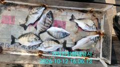 [부산] 가덕천성진양 감성돔 좌대조황 261012 월 사진