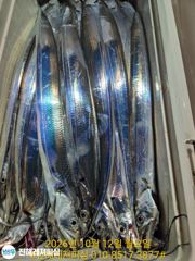 내만칼치ㅡ씨알.마릿수 초대박~어마어마하게 퍼담고(화요일 예약가능) 사진