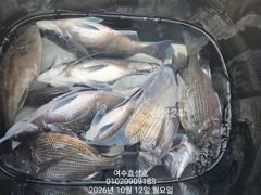 12일 감성돔 조황입니다