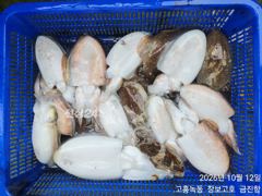 신발짝 갑오징어 조황~