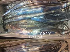 [진해] 내만갈치 계속 호조항 ~~~예약가능 사진