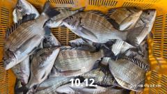 57분전 [사천] 삼천포 산분령 유료낚시터 10/12 조황입니다 :-)