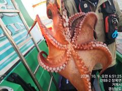 11일세진호/돌문어kg.마릿수많이~화.가능~ 사진