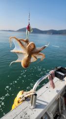 10월12일 조황입니다
