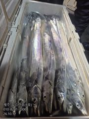 [[제주 뉴그린호(1호) 10월 12일 야간갈치 조황]] 사진