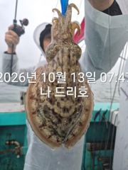 13일, 군산은 갑오징어 천국~싸이즈 굿~오늘도 나오고 있어요~실시간~~군산낚시프라자 나드리호 사진
