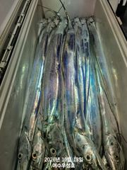 10월13일입항 먼바다대갈치 바닥가림부터 쿨러가득까지 조황소식입니다