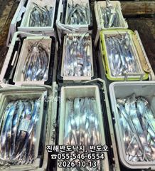 13일,내만갈치,호조황연속,엄청나게 나옵니다.오늘출항(화,목,금~예약가능) 사진
