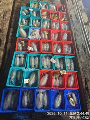 거제 새바다호 야간 무늬오징어 팁런 다녀 왔습니다 오늘 예약됩니다 사진