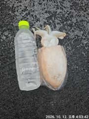 12일 군산킹마린호 갑오징어조황 다음주자리여유