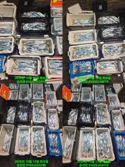 [마산] 내만 갈치 꽁치 12통 써가며 만쿨 매일출조 예역가능