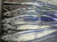 거제 뉴 진성호 야간 외줄칼치 출조안내입니다