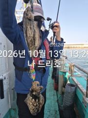 13일, 군산은 갑오징어 천국~싸이즈 굿~~내일도 갑니다~군산낚시프라자 나드리호 사진