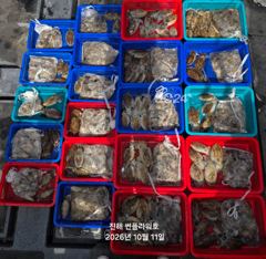 <야간갑오징어>펀치훅훅!수,목~&<주간쭈꾸미>토,일 예약가능
