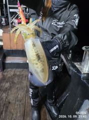(팁런)내만 무늬 고구마 전후 마릿수도 OK~수니피싱(오늘예약)