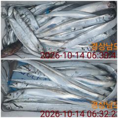 10.14 [통영] 칼치쿨러조황입나다 오늘 오후 4시 출조합니다