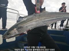 대삼치 이제야 들어와 있어요ㅡ내일부터 출항 가능!