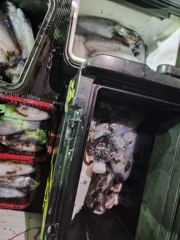 [거제] (무늬오징어)무시급 속출 내만팁런 먹물파티 대동낚시(오늘 예약)