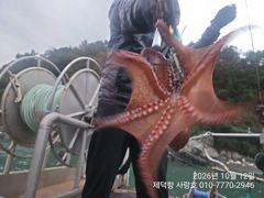 [진해] "여밭돌문어"1.6kg1.4kg1.3kg1.2kg1.2kg외 대…